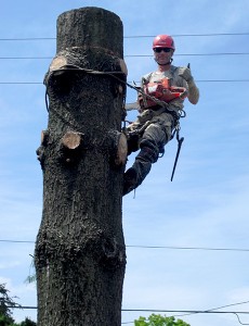 abattage d'arbre