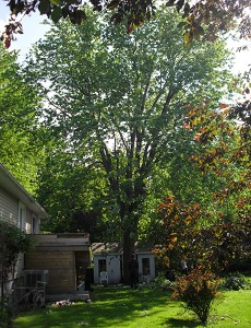 après élagage d'arbre