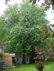 avant élagage d'arbre