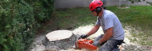enlever une souche d'arbres