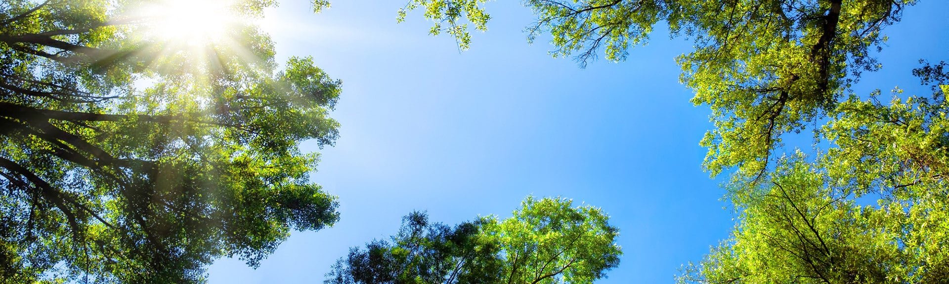 entretiens d'arbres
