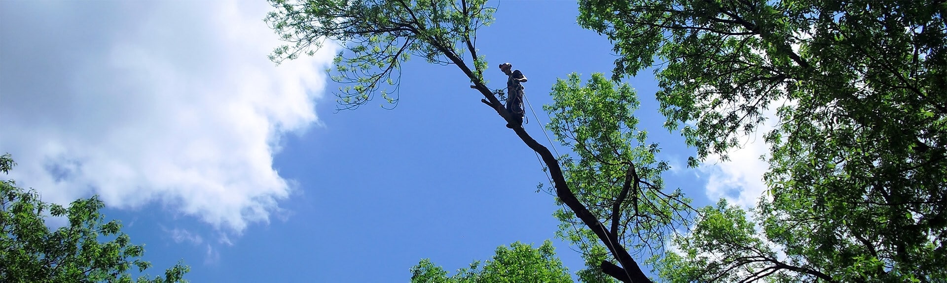élagage d'arbre