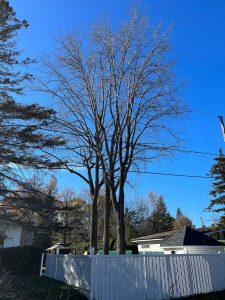élagage d'arbres