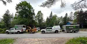 prix abattage élagage