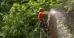 arboriculteur laurentides