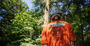 arboriculteur arboriculture lapointe
