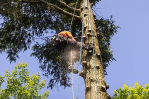 urgence arbres